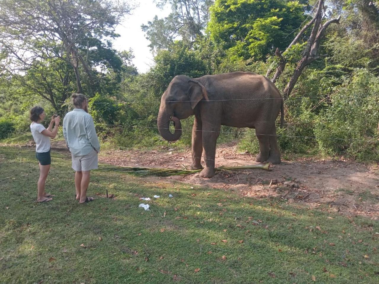 Peacock Villa Resort Udawalawe Oda fotoğraf