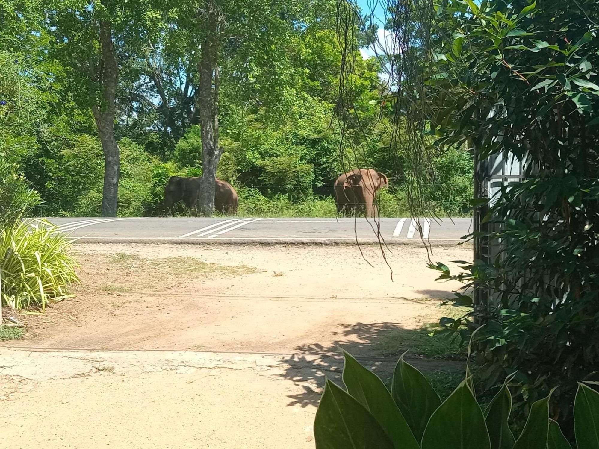 Peacock Villa Resort Udawalawe Oda fotoğraf